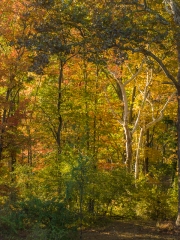 Fall morning on Peeper Pond