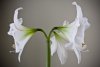 Amaryllis_0055