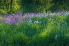 Phlox along French Creek