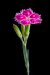 Spring-5298_Edit_2370