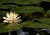 WaterLily_0033a