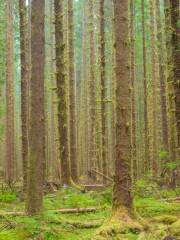 Hoh-7195965_Edit_3192