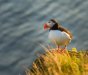 Puffin-7175872