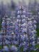 Lupin in Thingeyri