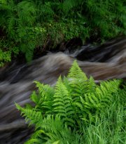 CrohyHead-3664 CrohyHead-3664