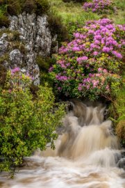 Dunlewey-26372 Dunlewey-26372