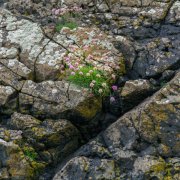 PortCoon-26655 PortCoon-26655