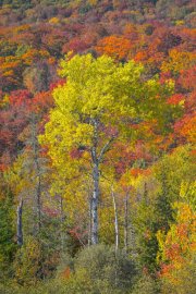 Fall colors along a Vermont roadside