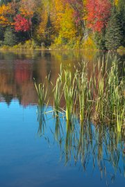 20231004_EFBacon_Vermont_03671