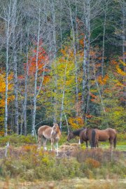 20231010_EFBacon_New Hampshire_44992