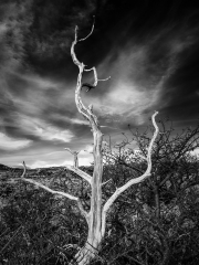Tree in Salto Grande, Torres del Paine, Chile