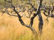 TorresdelPaine-221026_Edit_3760