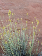 FieryFurnace-9202323