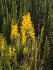 Silverton-9233530