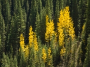Silverton-9233536