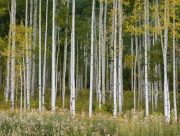 Silverton-9233584