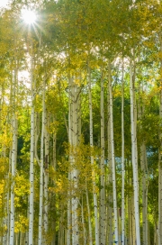 Silverton-9233587
