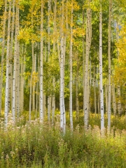 Silverton-9233593