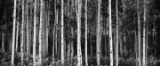Silverton-9233595_Edit_202.jpg