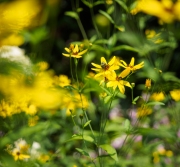 Summer-8177016.jpg