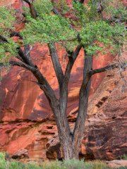 A solitary sentinel against the vibrant desert cliffs