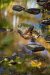 BeaverRun-3559_Edit_1611
