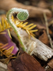 Spring-281490.jpg