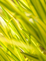 Spring-281505.jpg