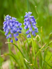 alone="yes"?>

<div></div>