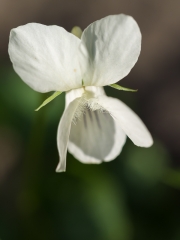 Spring-281586.jpg