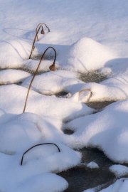 Winter's quiet beauty unfolds at Peeper Pond