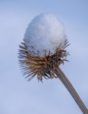 Winter's delicate touch on Peeper Pond